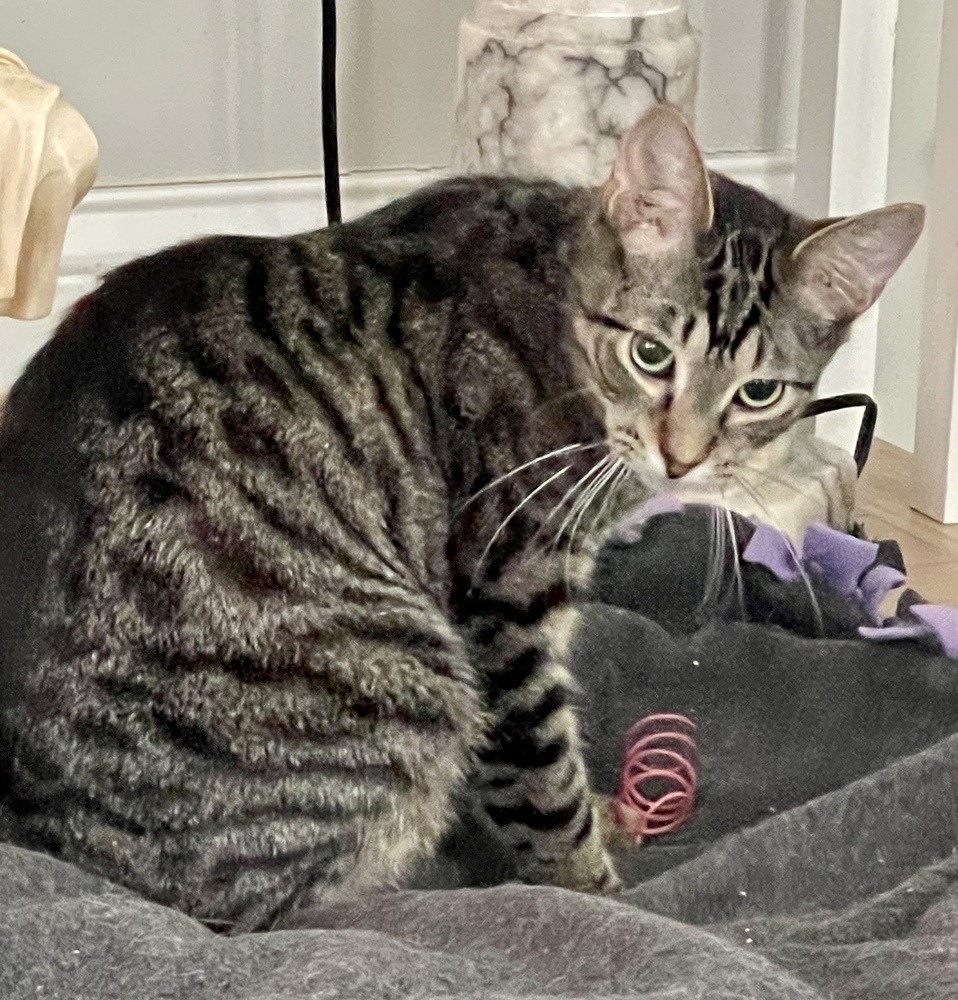 Grey (bonded pair with Kimalu)