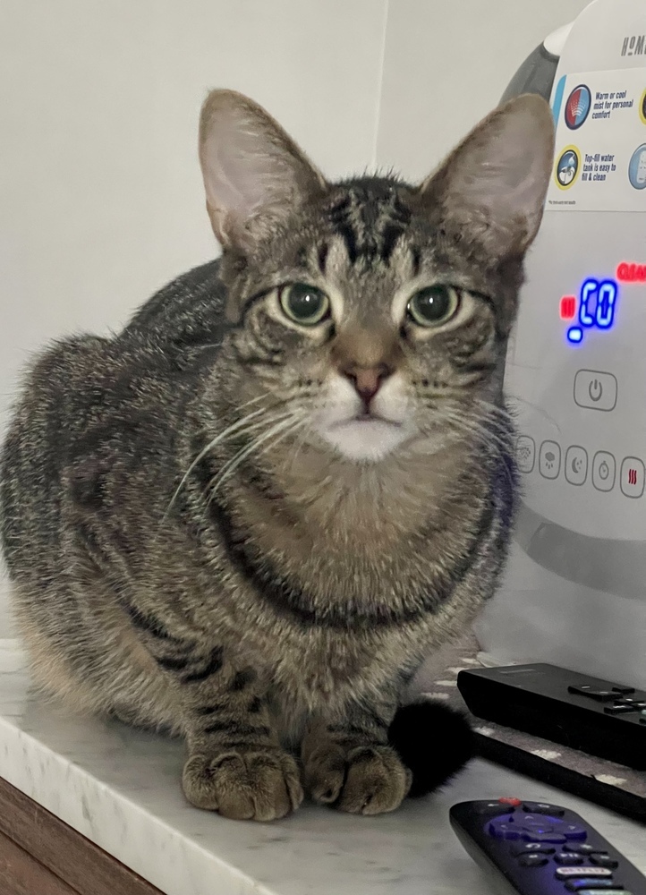 Grey (bonded pair with Kimalu)