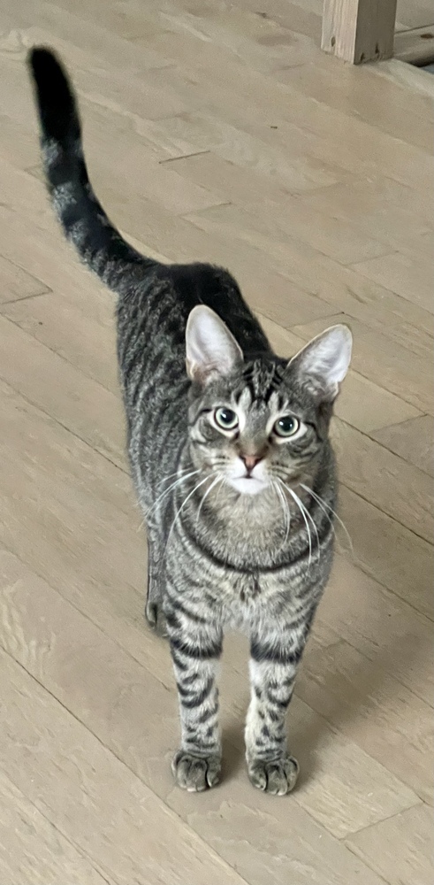 Grey (bonded pair with Kimalu)