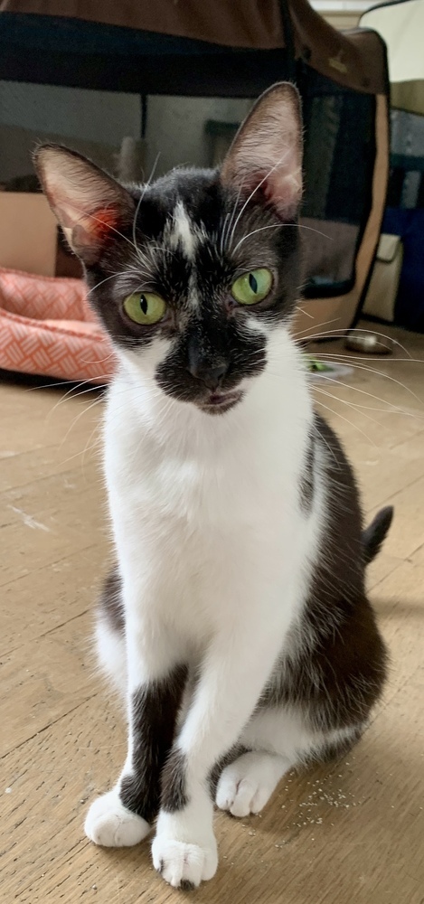 Ellie (bonded pair with Opie)