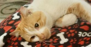 Tigger, Baby Male Domestic Short Hair