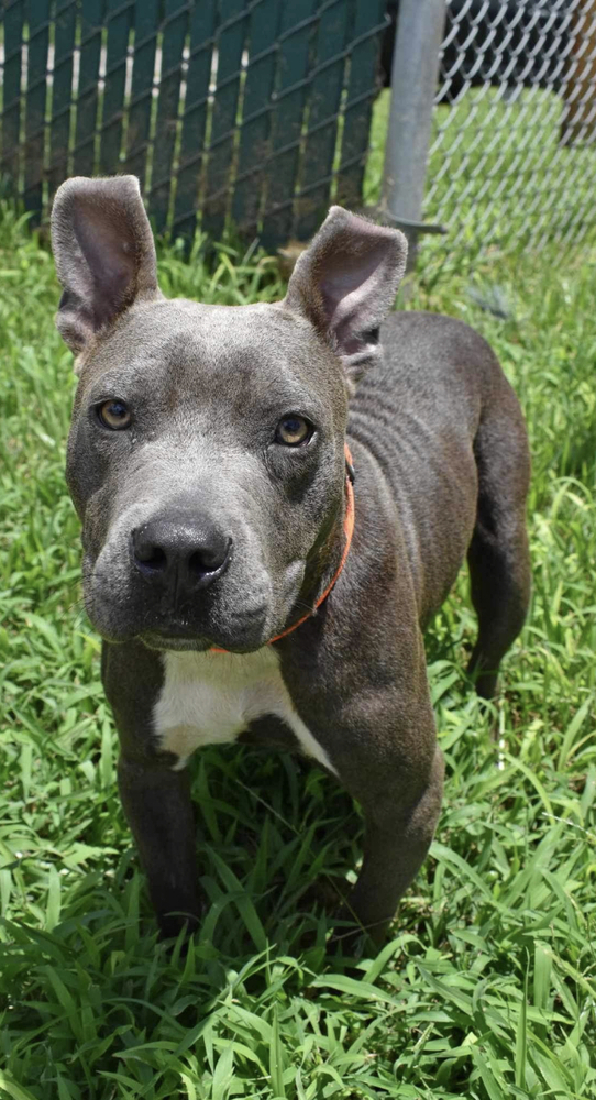 Tater A-2762, an adoptable Pit Bull Terrier in Baileyville , ME, 04694 | Photo Image 1