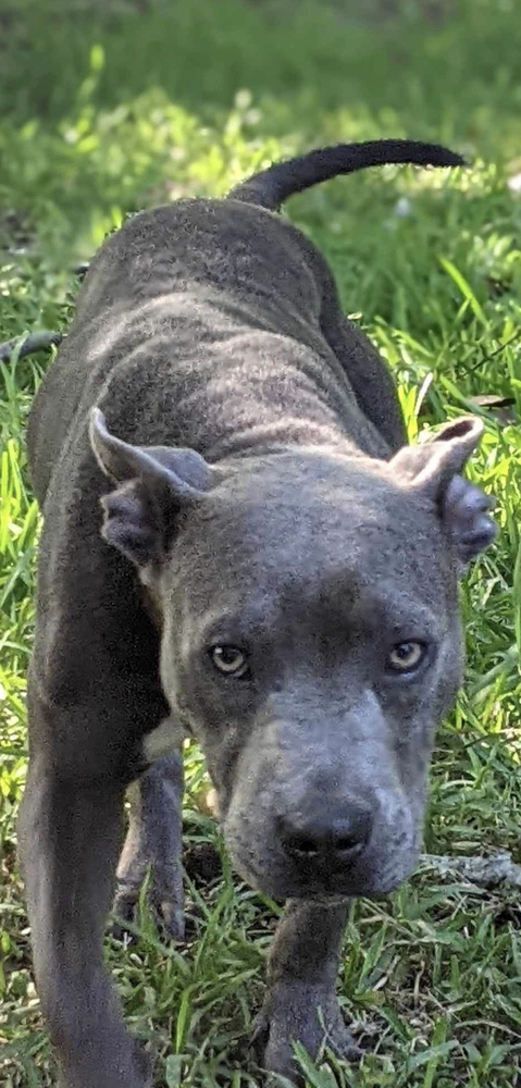 Tater A-2762, an adoptable Pit Bull Terrier in Baileyville , ME, 04694 | Photo Image 2