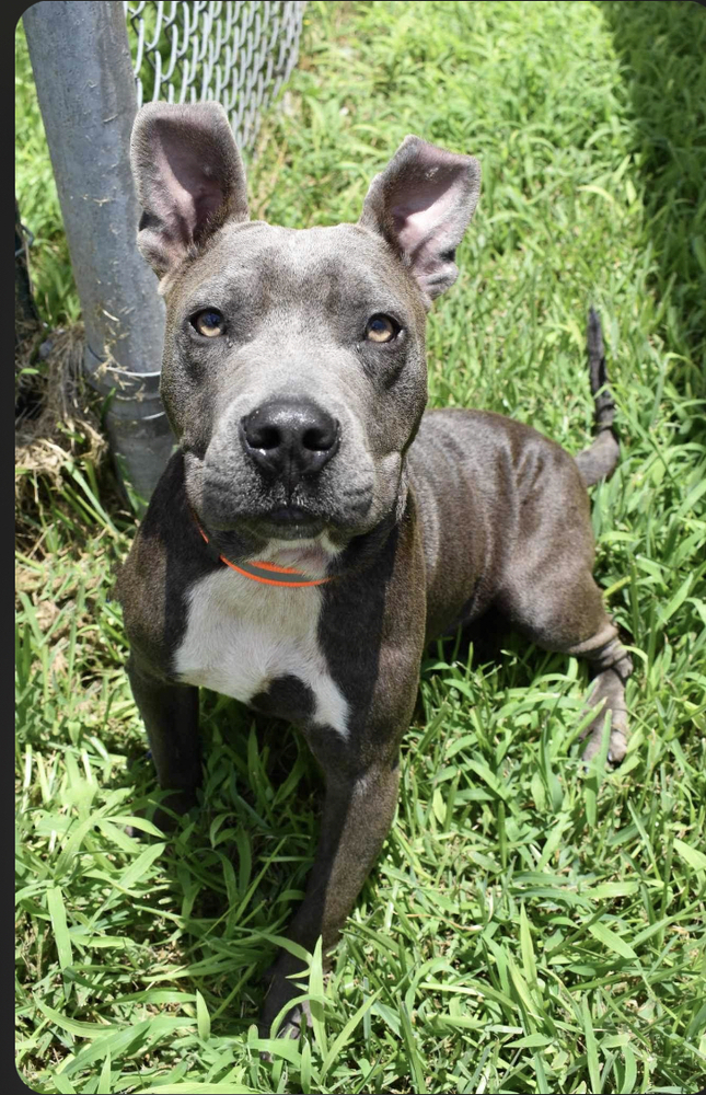 Tater A-2762, an adoptable Pit Bull Terrier in Baileyville , ME, 04694 | Photo Image 3