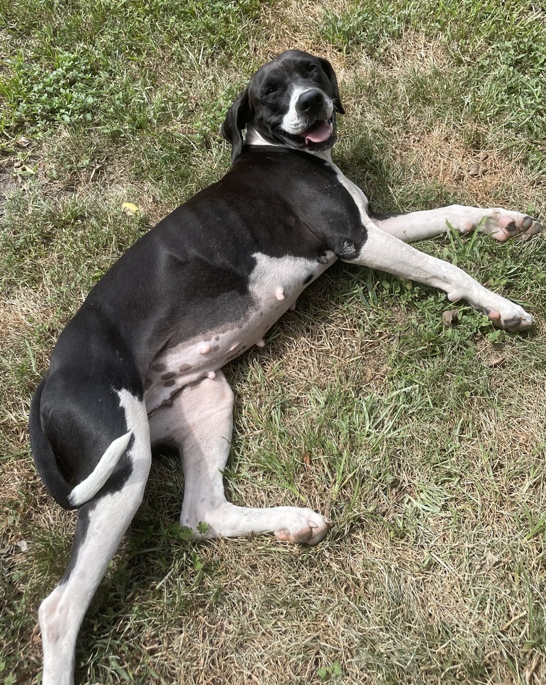 Stella, an adoptable Boxer, Labrador Retriever in Baileyville , ME, 04694 | Photo Image 1