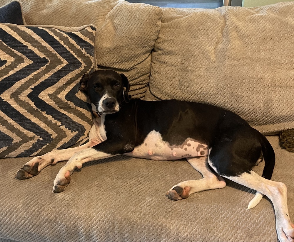 Stella, an adoptable Boxer, Pointer in Baileyville , ME, 04694 | Photo Image 2