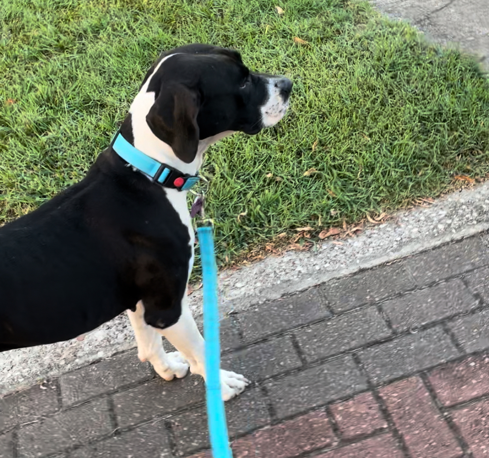 Stella, an adoptable Boxer, Pointer in Baileyville , ME, 04694 | Photo Image 3