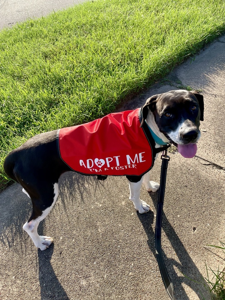 Stella, an adoptable Boxer, Labrador Retriever in Baileyville , ME, 04694 | Photo Image 5