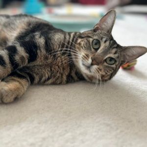 Smitty Orchard 8, Young Male Domestic Short Hair