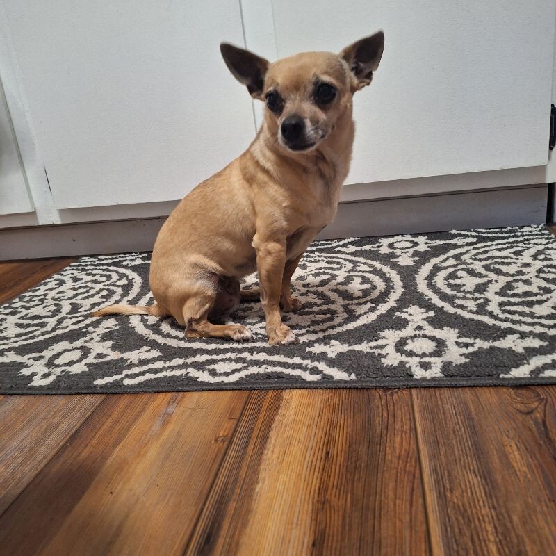 Lala, an adoptable Chihuahua in Windsor, CO, 80550 | Photo Image 1