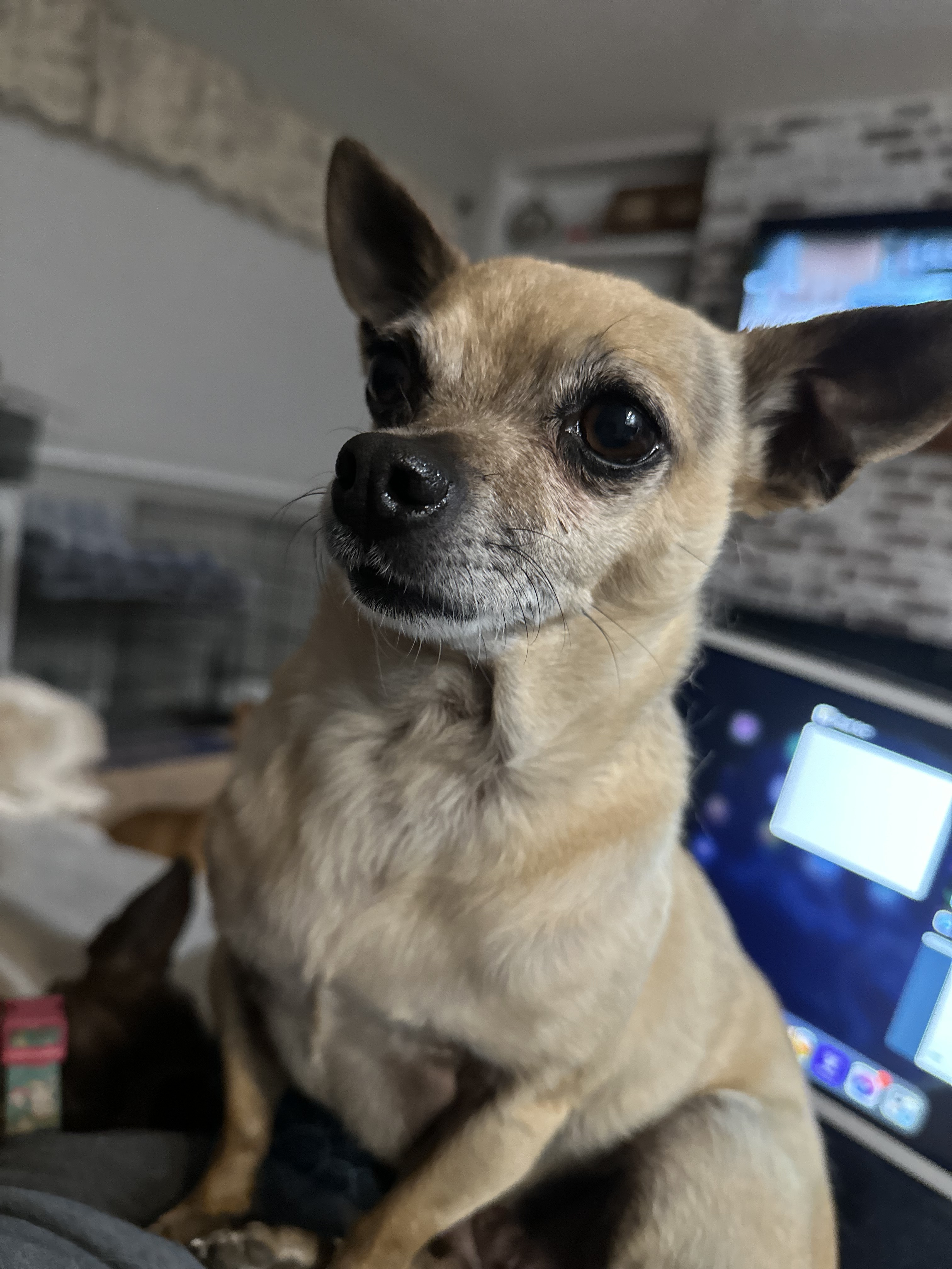 Lala, an adoptable Chihuahua in Windsor, CO, 80550 | Photo Image 2