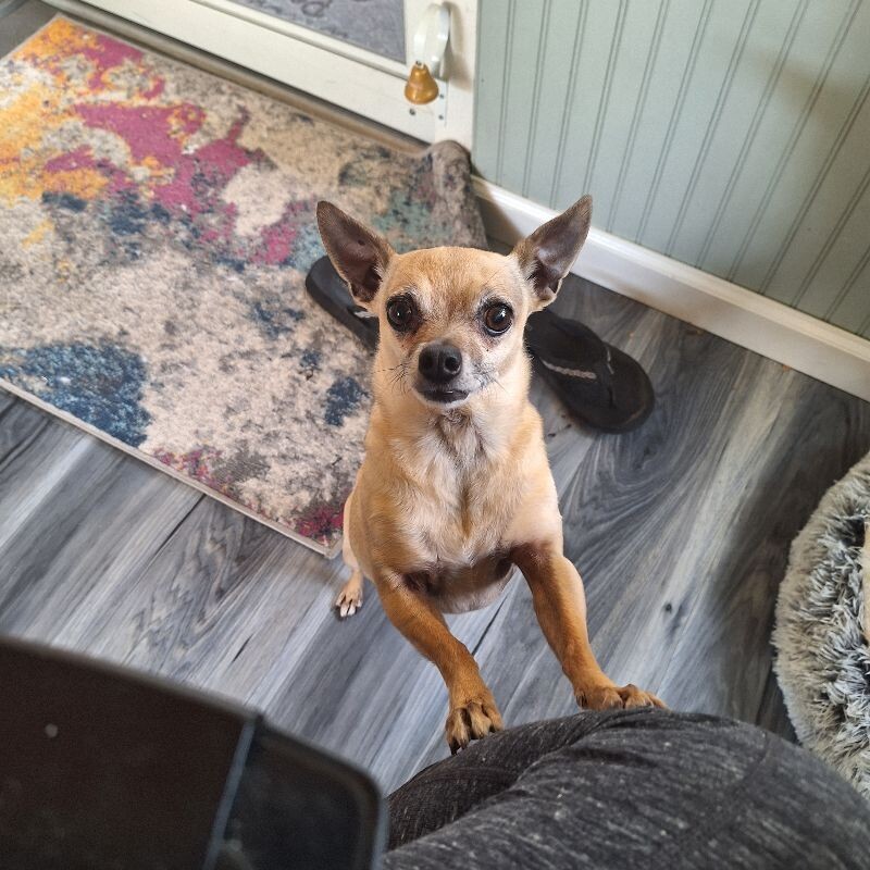 Lala, an adoptable Chihuahua in Windsor, CO, 80550 | Photo Image 3