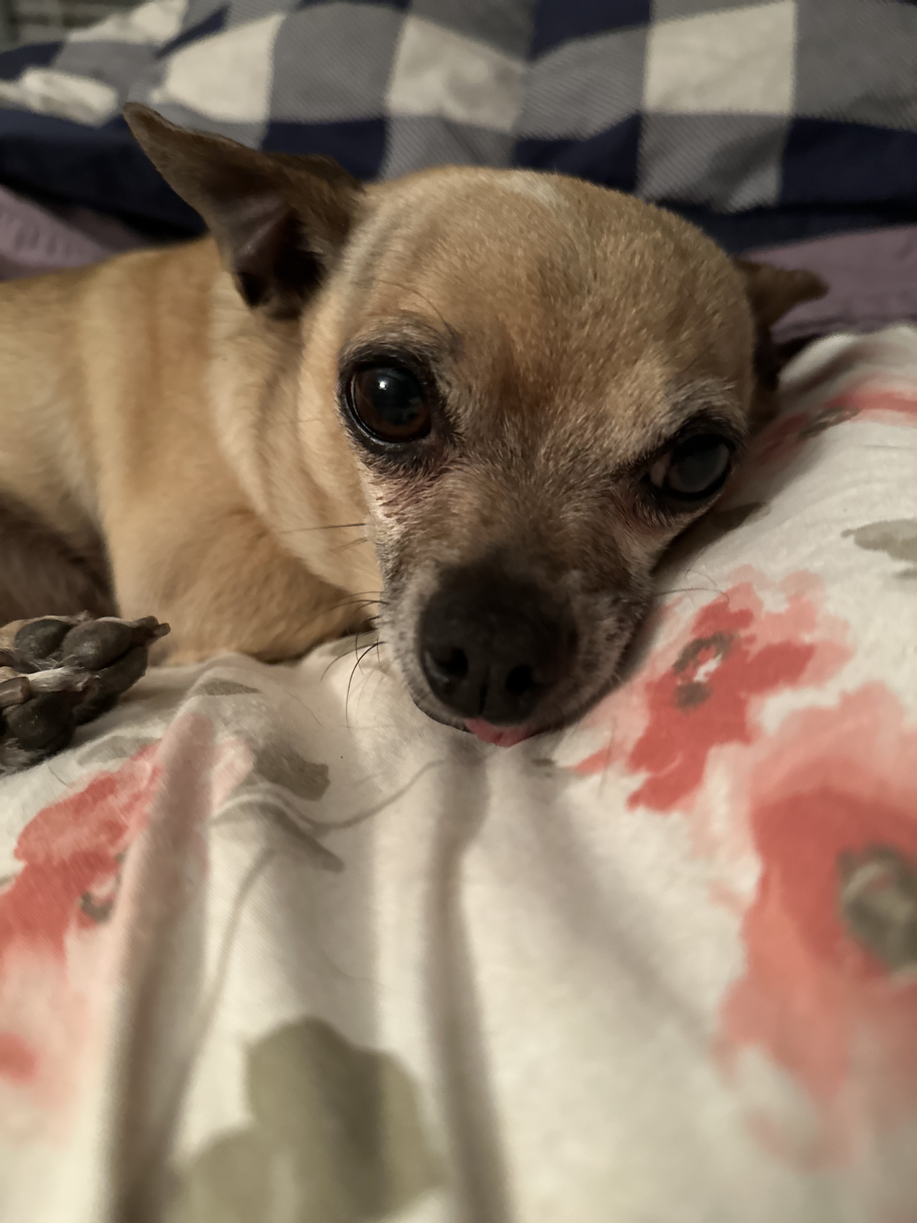 Lala, an adoptable Chihuahua in Windsor, CO, 80550 | Photo Image 3