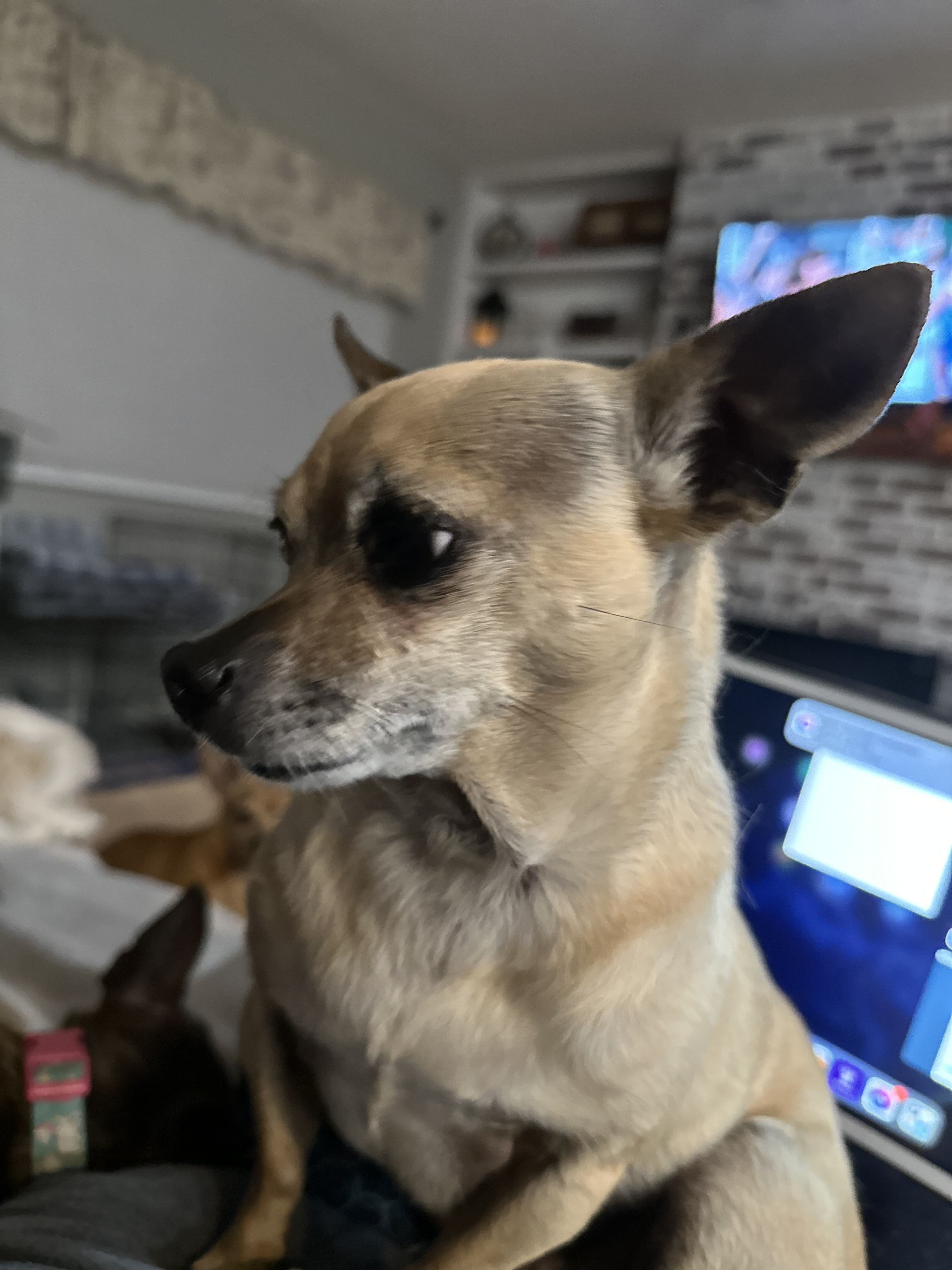 Lala, an adoptable Chihuahua in Windsor, CO, 80550 | Photo Image 6