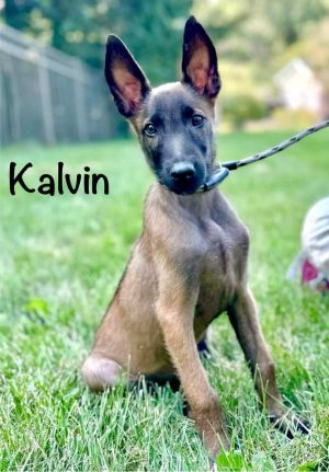 Kalvin