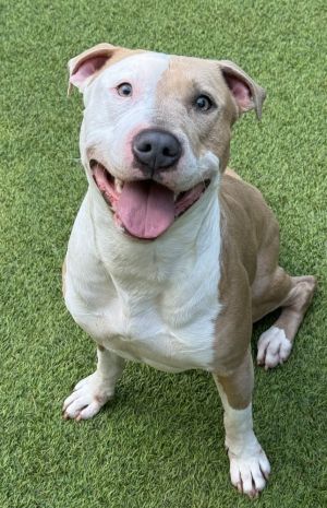 Meet Archie Looking for someone who is equal parts fun AND love Look no further than our boy Ar