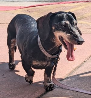Meet Sparky Sparky was part of the group of seniors that came to us several weeks ago after their h