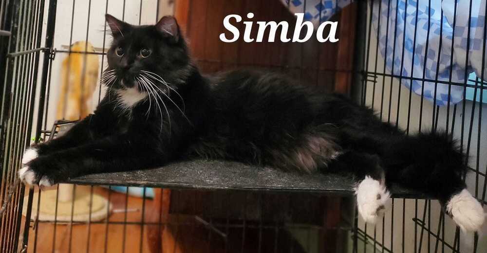 Simba, an adoptable Domestic Long Hair in Scott, LA, 70583 | Photo Image 1