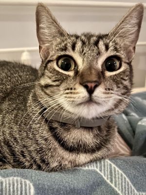 Approximate DOB 1172023 Meet Mary Once she is comfortable with you she is very friendly She is 