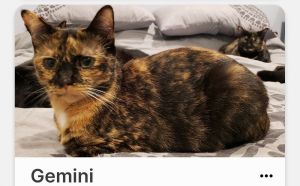 Approximate DOB 3232020 Meet Gemini She is shy at first but will let you pet her once she warms
