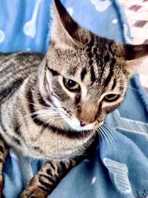 Approximate DOB 1172023 Meet Sami He is a very nice kitty who likes music He is also very affec
