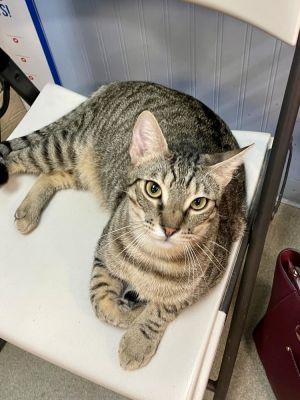 Approximate DOB 1172023 Meet Tomiko A sweet and gentle kitty who loves people He is also curiou