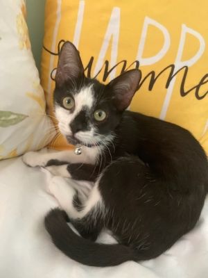 Approximate DOB 562024 Melody is a super sweet lovable brave kitty She loves to snuggle up and