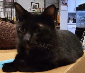 Approximate DOB 3232020 Meet Taurus He is very shy but will lay on the bed with you He is lear