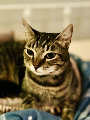 Approximate DOB 1172023 Hi Im Yuki Im genuinely curious and very playful If you are looking 