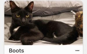 Approximate DOB 3292019 Hi Im Boots I am shy at first but love affection once I know I can tr