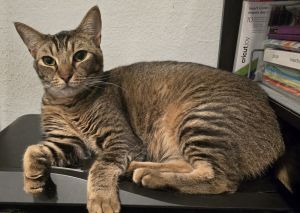 Approximate DOB 4142021 Meet Mammoth He is shy at first but will come to you