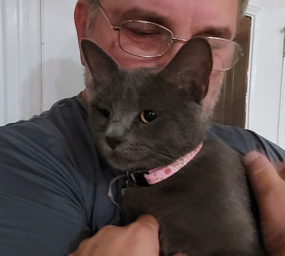 Heaven, an adoptable Chartreux, Russian Blue in Panama city, FL, 32402 | Photo Image 1