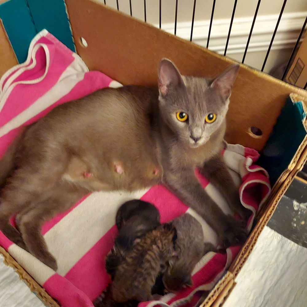 Heaven, an adoptable Chartreux, Russian Blue in Panama city, FL, 32402 | Photo Image 2