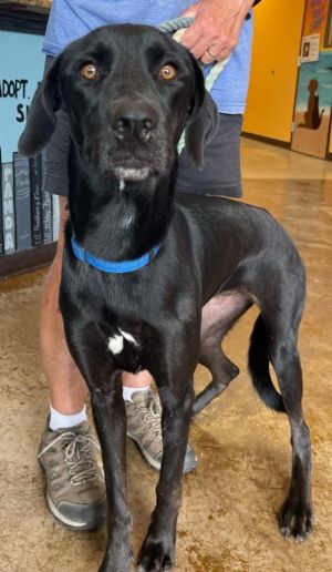 Kira, Adult Female Labrador Retriever