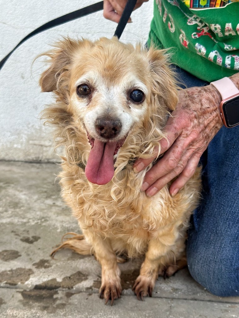 Molly, an adoptable Spaniel, Poodle in Tehachapi, CA, 93561 | Photo Image 1