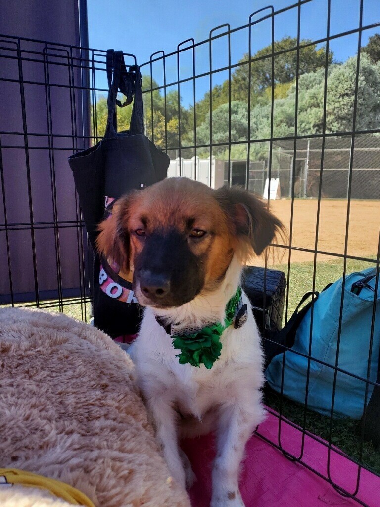 Phoenix, an adoptable Papillon, Jack Russell Terrier in Van Nuys, CA, 91405 | Photo Image 1