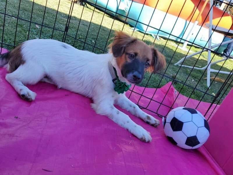 Phoenix, an adoptable Papillon, Jack Russell Terrier in Van Nuys, CA, 91405 | Photo Image 2