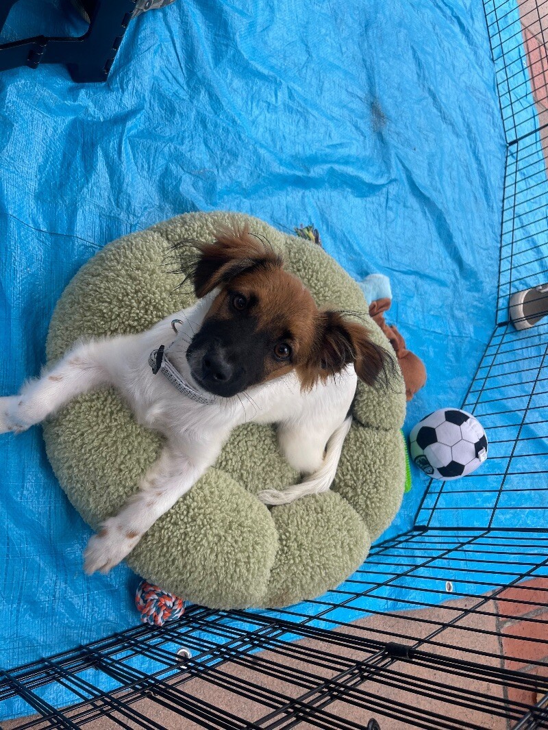 Phoenix, an adoptable Papillon, Jack Russell Terrier in Van Nuys, CA, 91405 | Photo Image 3