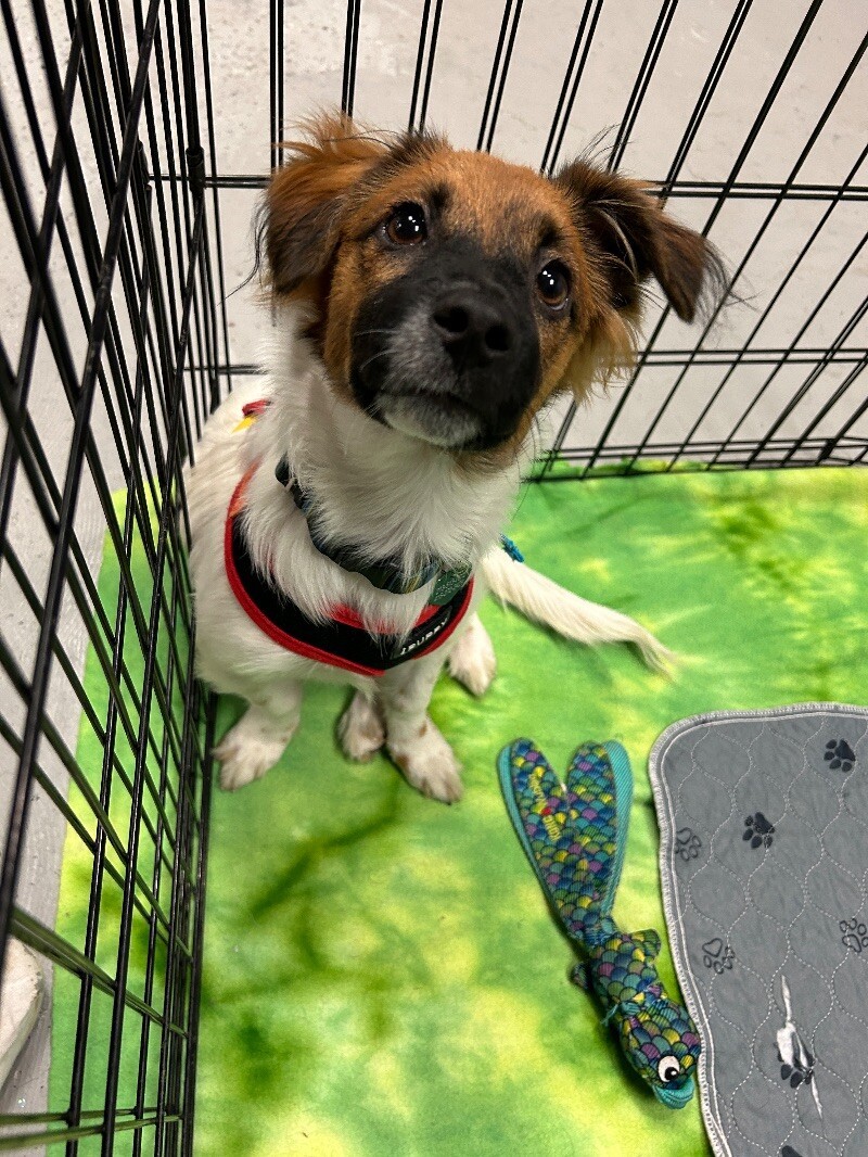 Phoenix, an adoptable Papillon, Jack Russell Terrier in Van Nuys, CA, 91405 | Photo Image 4