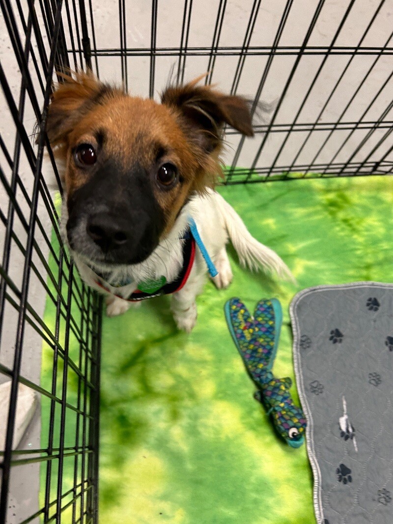 Phoenix, an adoptable Papillon, Jack Russell Terrier in Van Nuys, CA, 91405 | Photo Image 5