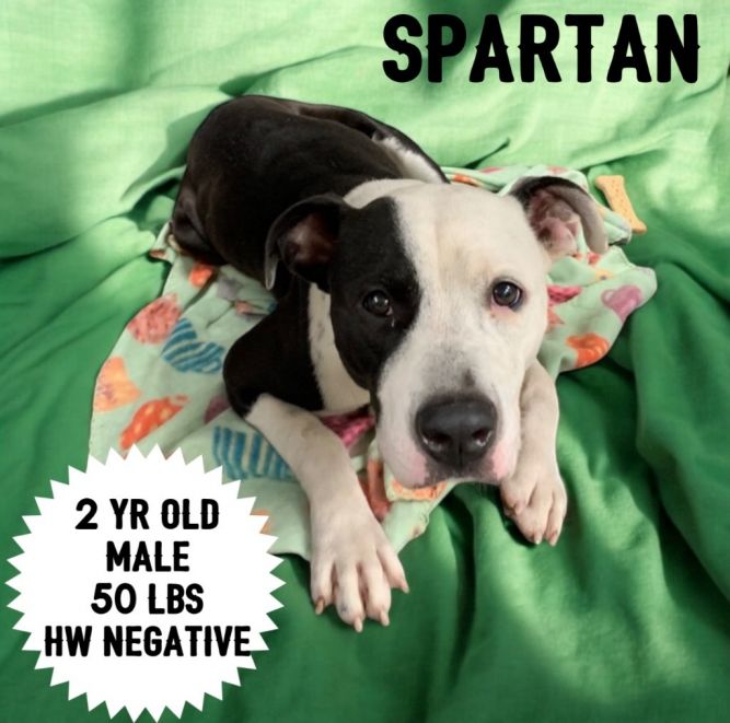 Spartan