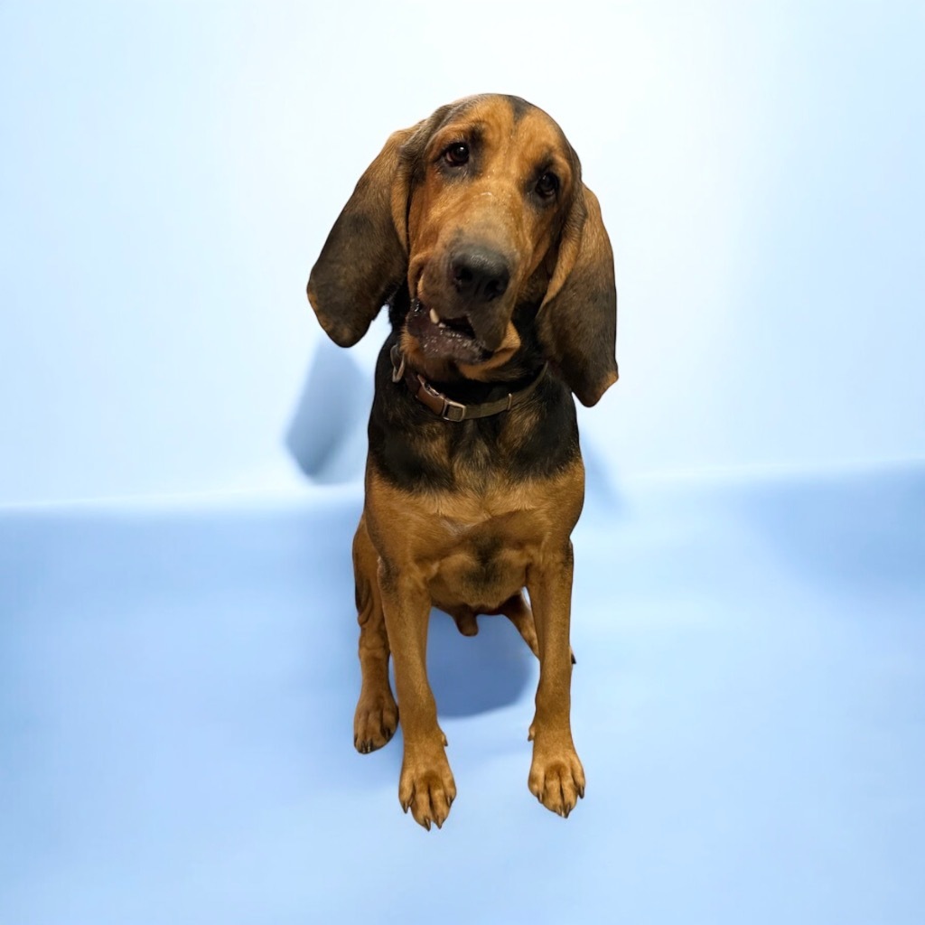 Booker, an adoptable Bloodhound in Sorrento, LA, 70778 | Photo Image 2