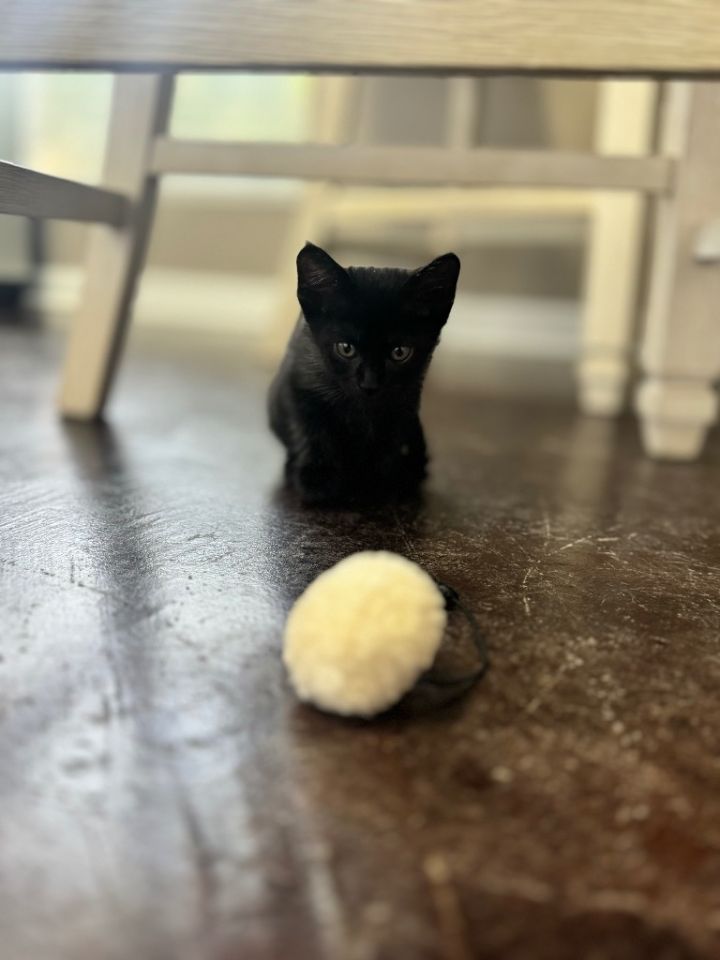 Cat for adoption Boston, a Domestic Short Hair Mix in Sorrento, LA