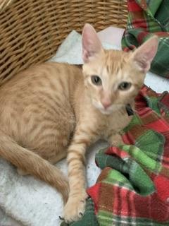 Nathan, an adoptable Tabby in Parlier, CA, 93648 | Photo Image 1
