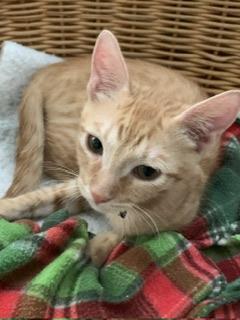 Nathan, an adoptable Tabby in Parlier, CA, 93648 | Photo Image 2