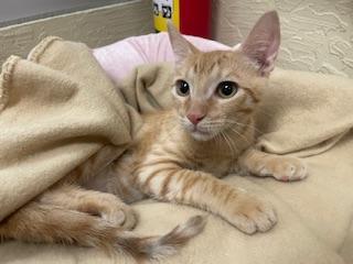 Nathan, an adoptable Tabby in Parlier, CA, 93648 | Photo Image 3