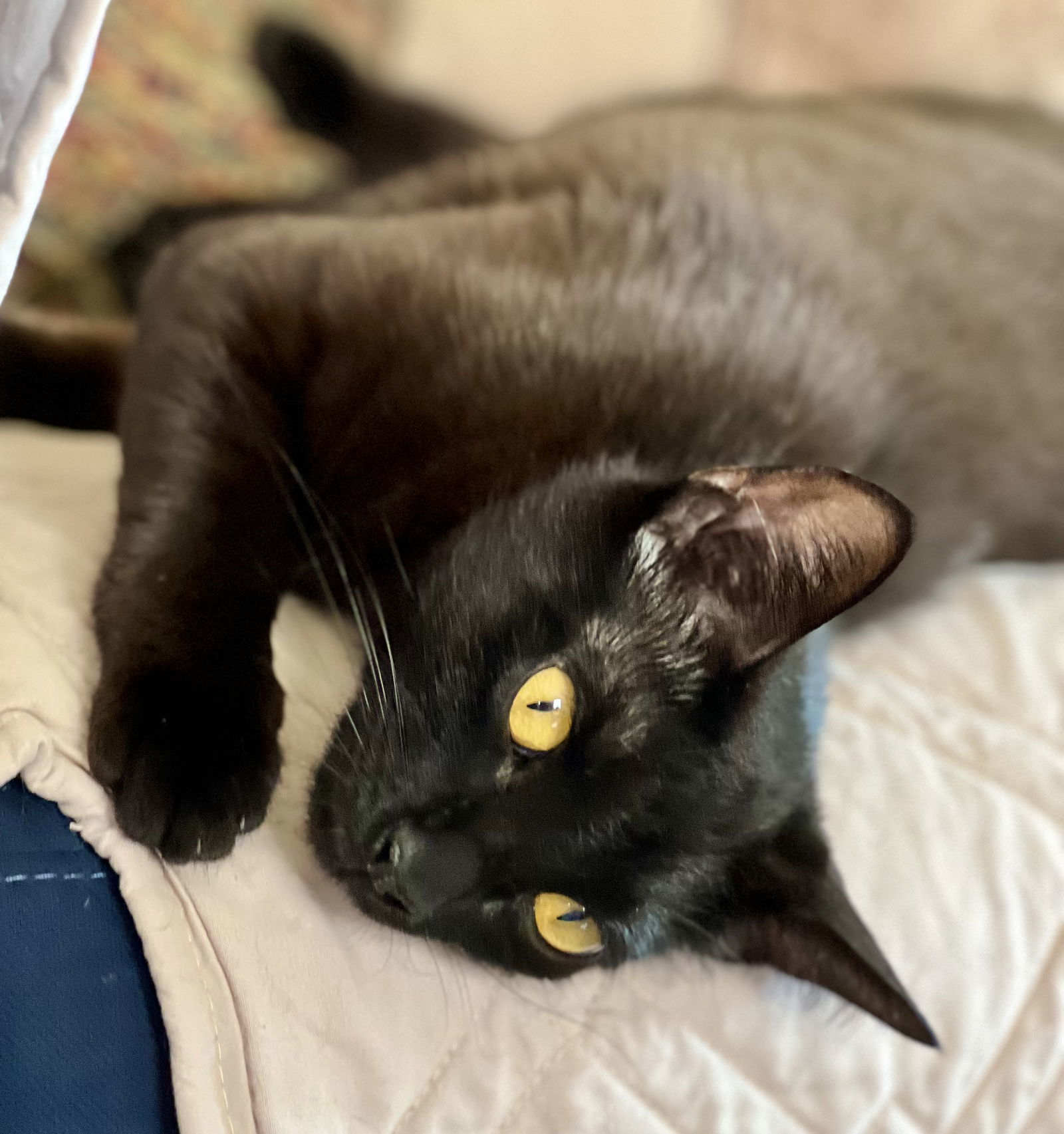 Josie