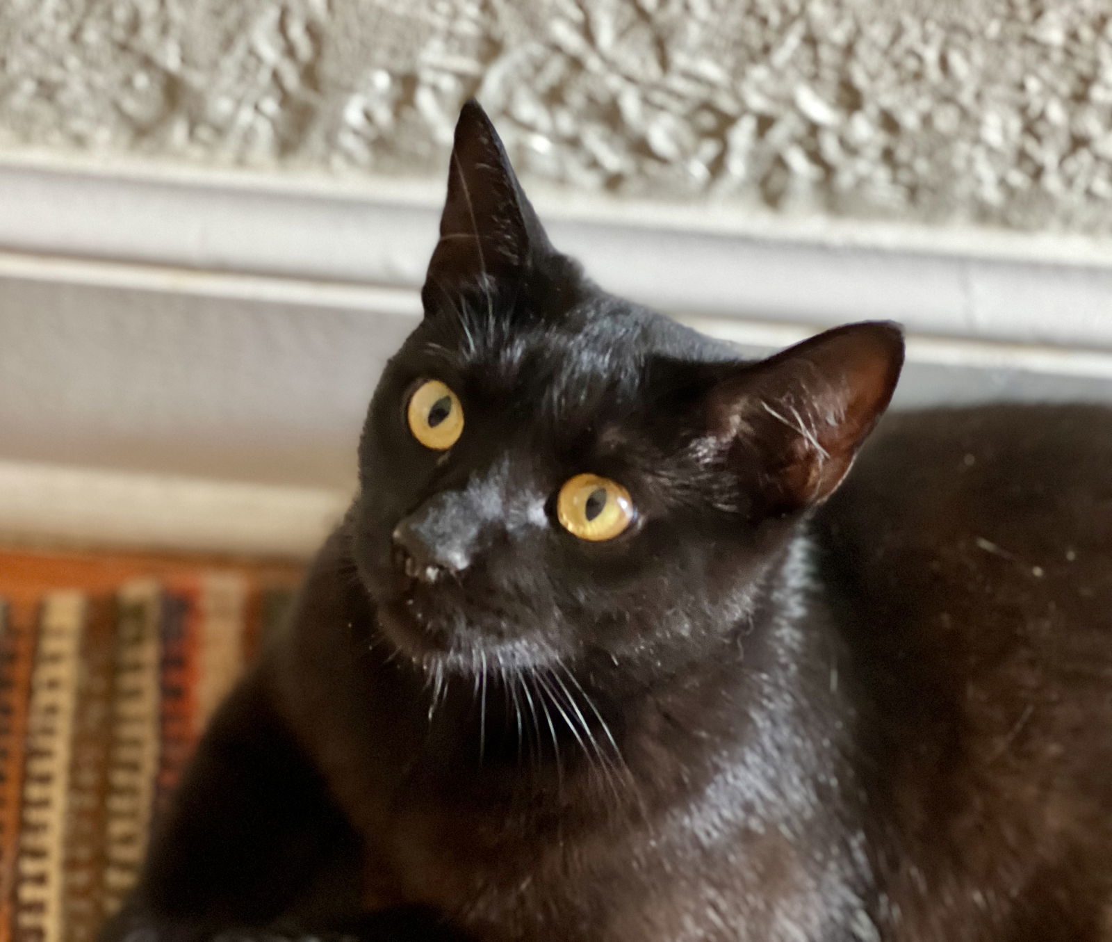 Josie
