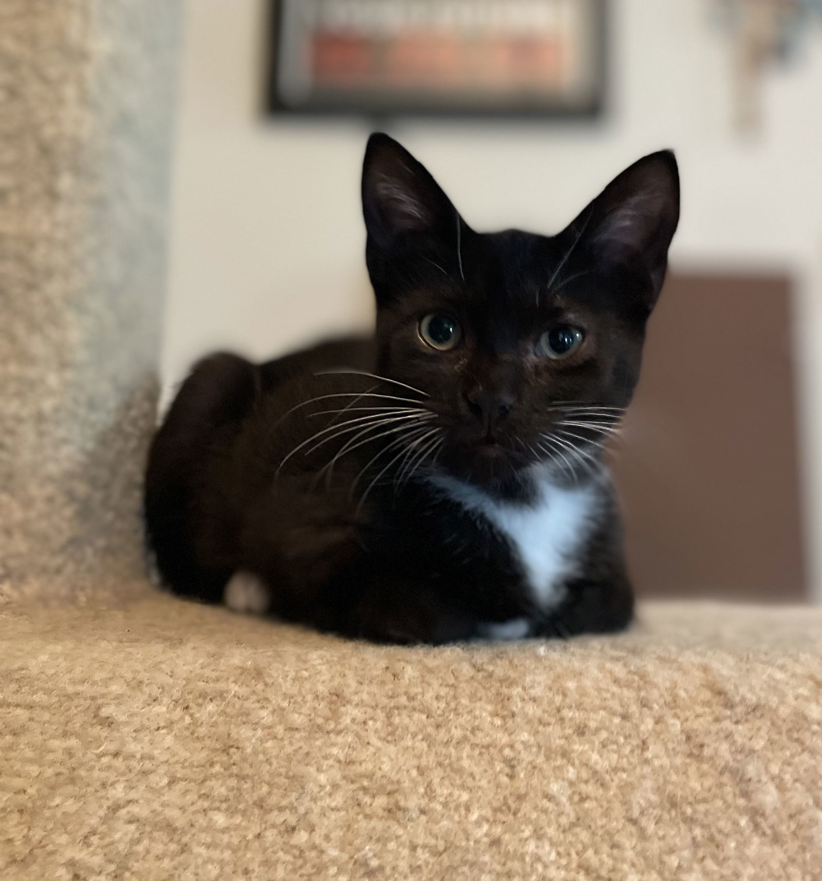 Mochi, an adoptable Tuxedo, Domestic Short Hair in Oxford, MS, 38655 | Photo Image 1