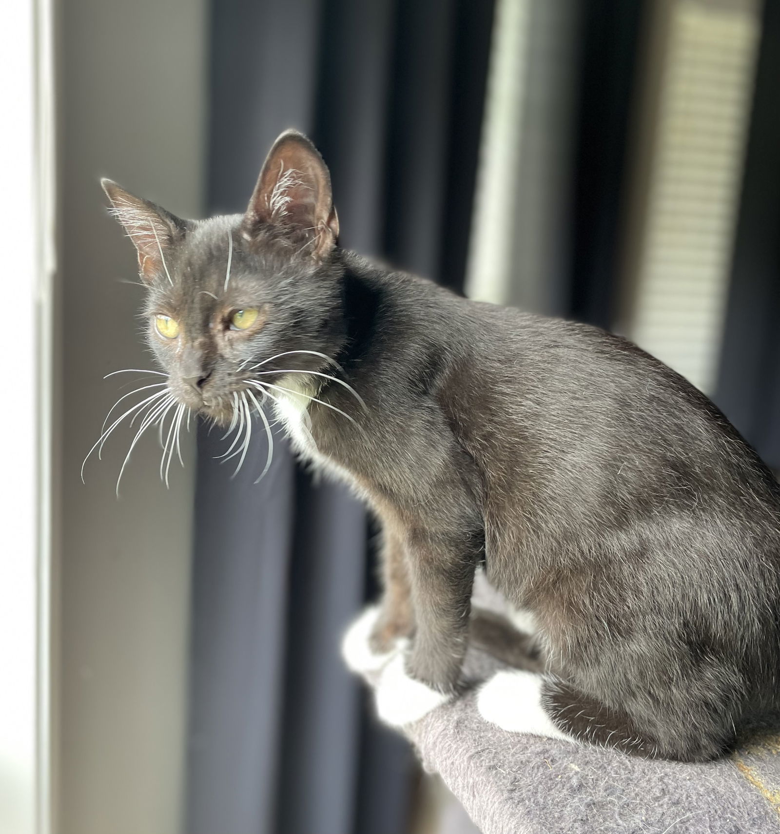 Mochi, an adoptable Tuxedo, Domestic Short Hair in Oxford, MS, 38655 | Photo Image 2